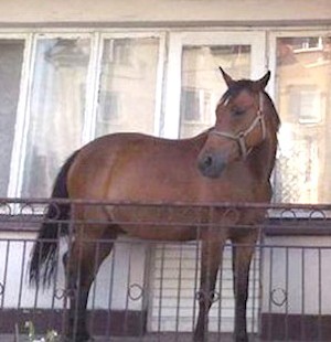 Atı apartman dairesinin içinden yürütüp balkonda sakladı