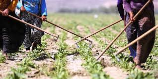 Suriyeli mülteciler tarımsal iş becerileri kazanıyor