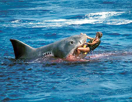 Köpekbalığı saldırısında turist öldü