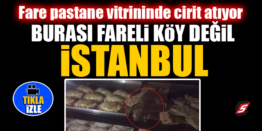 Fare pastane vitrininde cirit atıyor! Burası fareli köy değil İstanbul