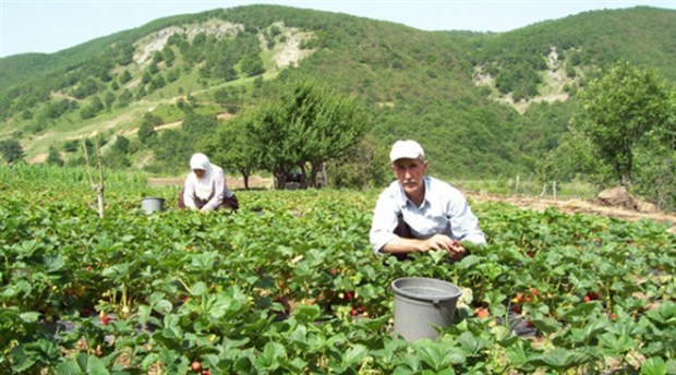 FAO, Karadeniz’de tarımın gelişmesi için fon taahhüt etti