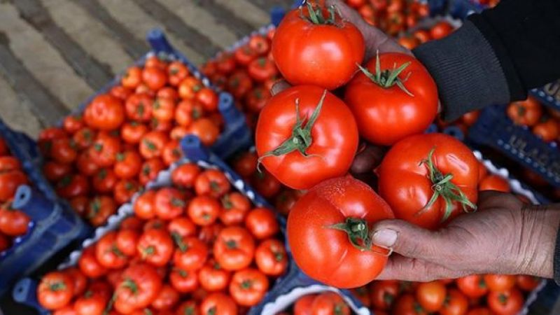 5 Türk şirketine Rusya'dan domates sevkiyatı izni