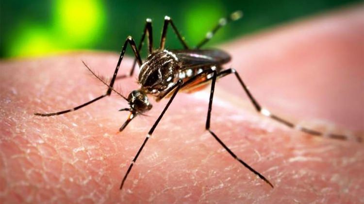 Rusya'dan “Türkiye'de Zika virüsüne rastlandı” uyarısı