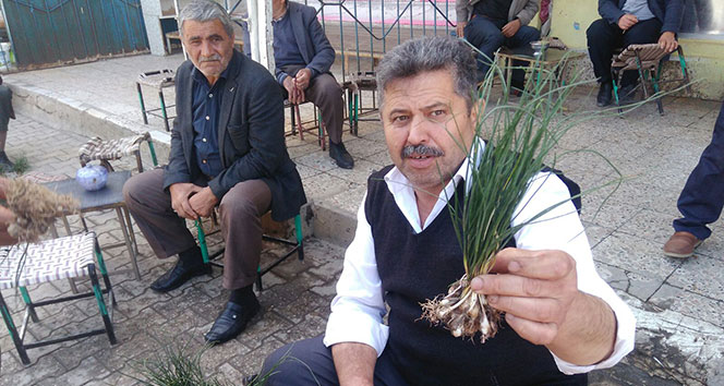 Bu mucize otun kilosu 350 tl