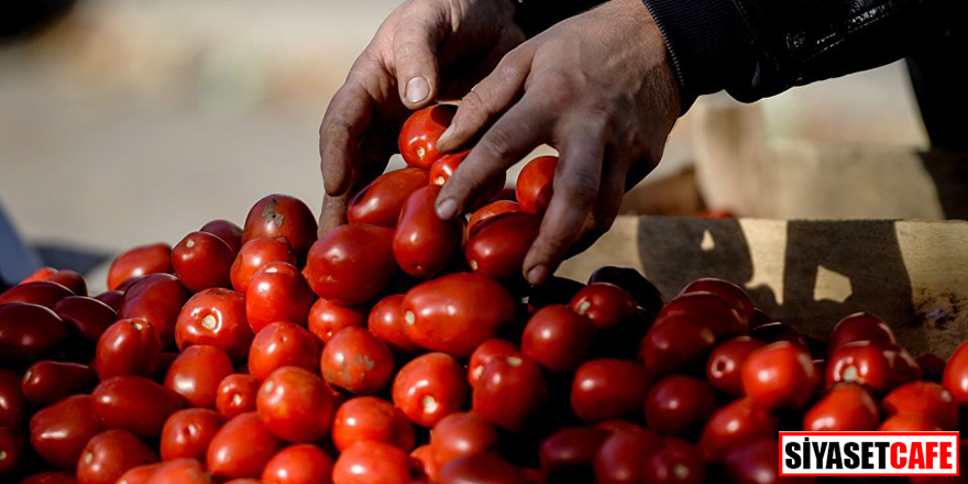 1 Mayıs'ta Rusya'ya domates satılabilecek ! İşte detaylar...