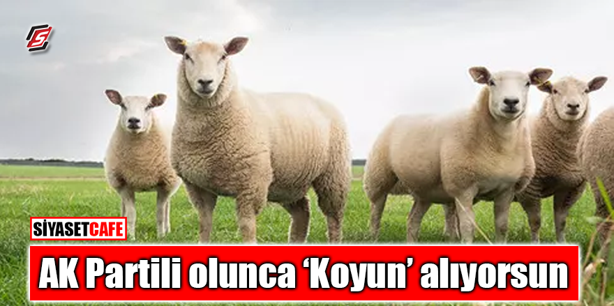 AK Partili olunca ‘koyun’ alıyorsun