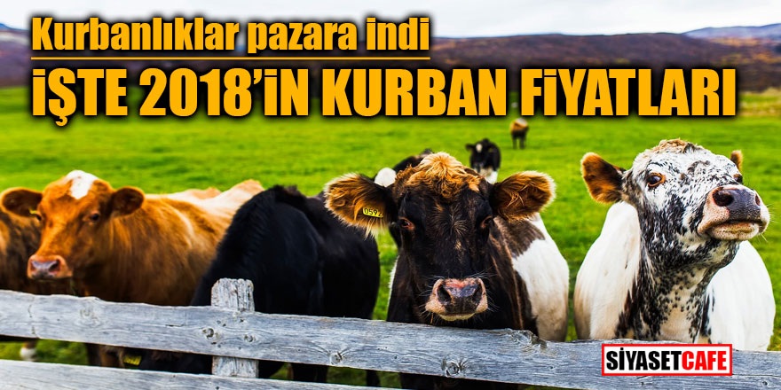 Kurbanlıklar pazara indi! İşte 2018'in kurban fiyatları