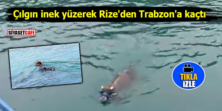 Çılgın inek yüzerek Rize'den Trabzon'a kaçtı