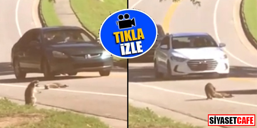 Arkadaşı Öldükten Sonra Dua Edip Bayılan Rakun