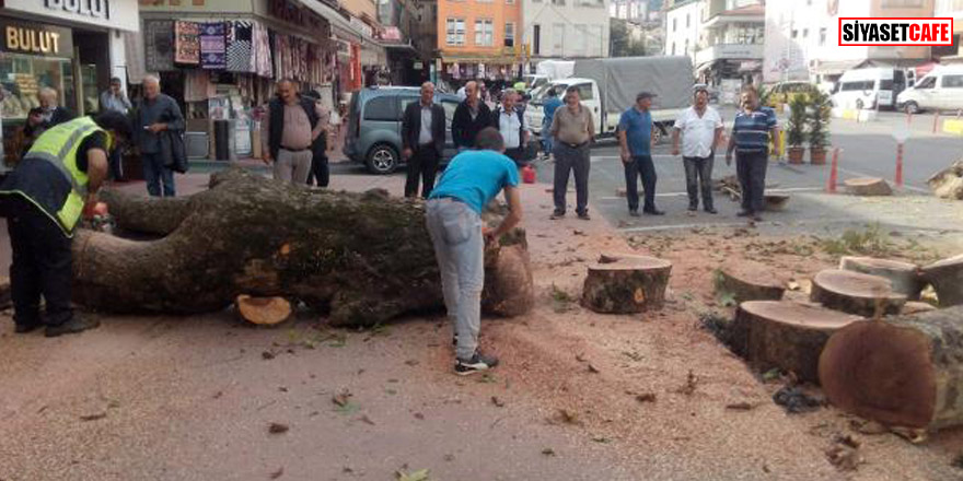 100 yıllık çınarı tehlikeli diye kestiler!