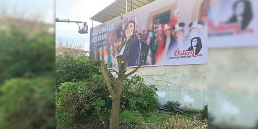 CHP’li başkanın afişinin görünmesi uğruna ağacı kestiler