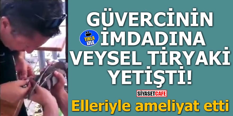 Güvercinin yardımına Veysel Tiryaki yetişti: Elleriyle ameliyat etti!