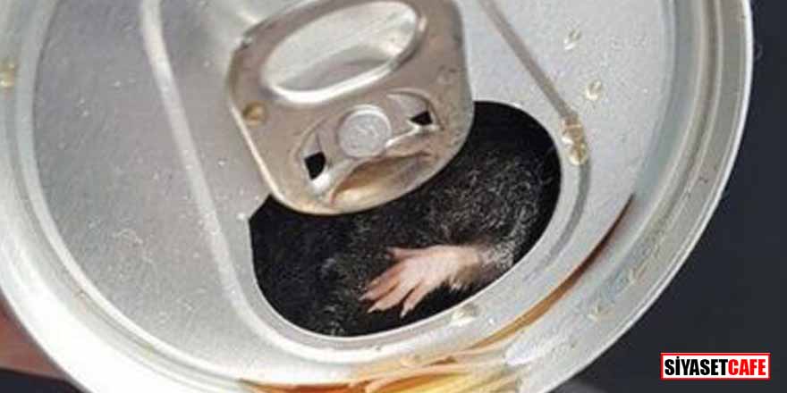 Dünyaca ünlü kola şirketinin içeceklerinden ölü fare çıktı