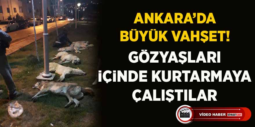 Ankara’da büyük dehşet! Sokak köpekleri zehirlendi
