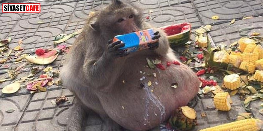 Obez maymun diyet kampından kaçtı