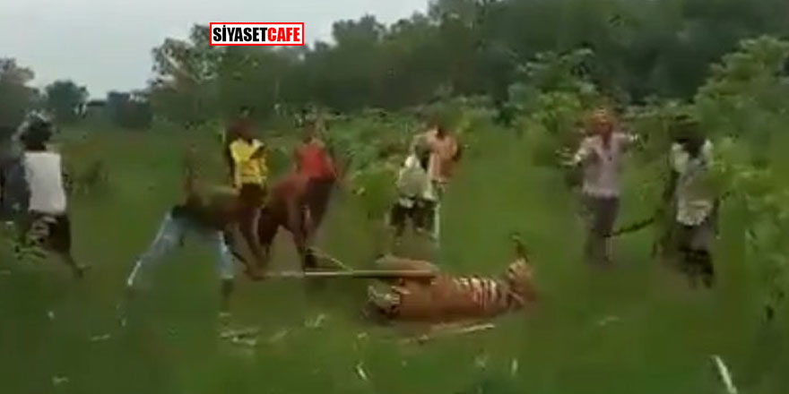 Hindistan'da bir kaplanı öldüresiye dövdüler!