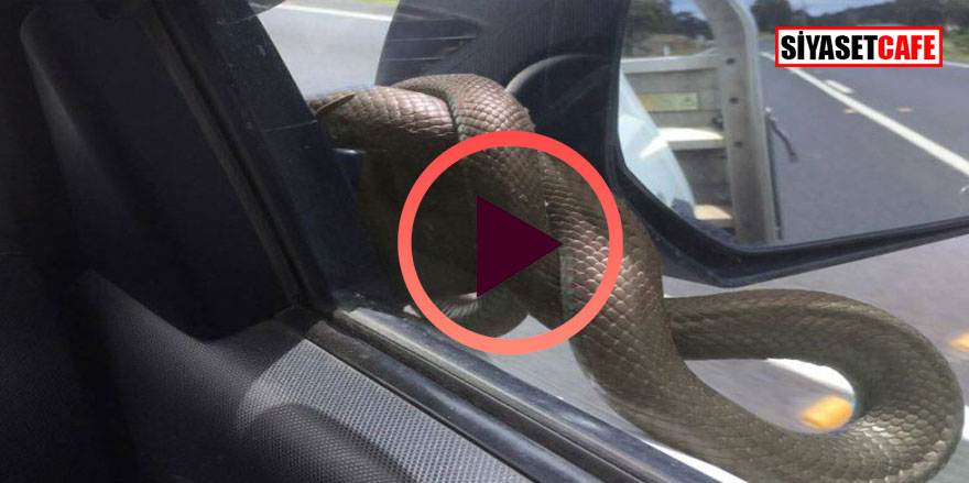 Arabasının kaputuna yılan girdi, ne yapacağını şaşırdı!