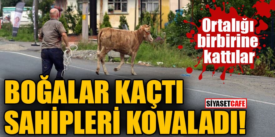 Ortalığı birbirine kattılar! Boğalar kaçtı, sahipleri kovaladı
