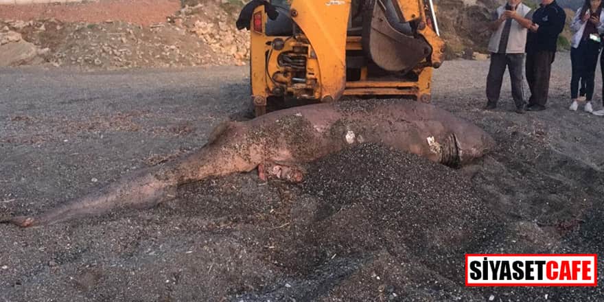 İzmir'de dev köpek balığı sahile vurdu