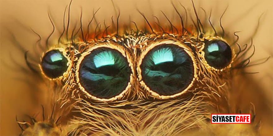 Örümceklerin gözleri kameralara ilham veriyor