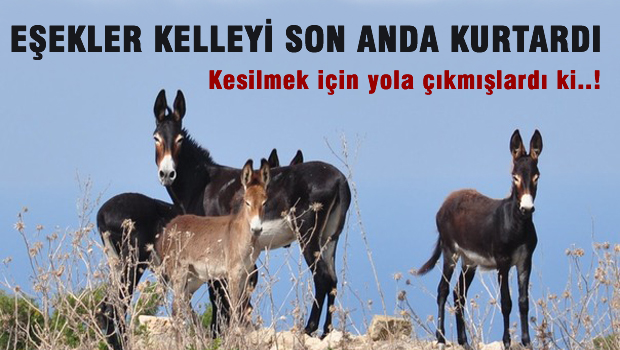 Eşekler kelleyi son anda kurtardı