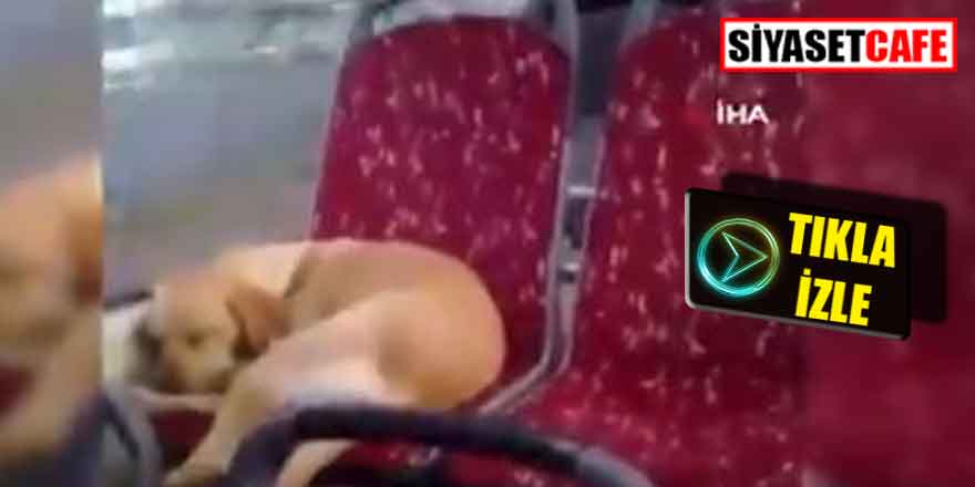 Üşüyen köpeği otobüse aldı, sosyal medyada olay oldu