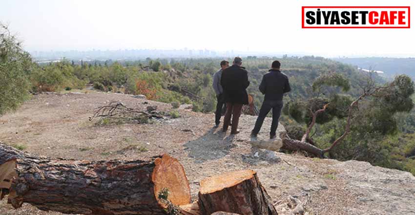 Mersin'deki ağaç katliamıyla tutuklanma