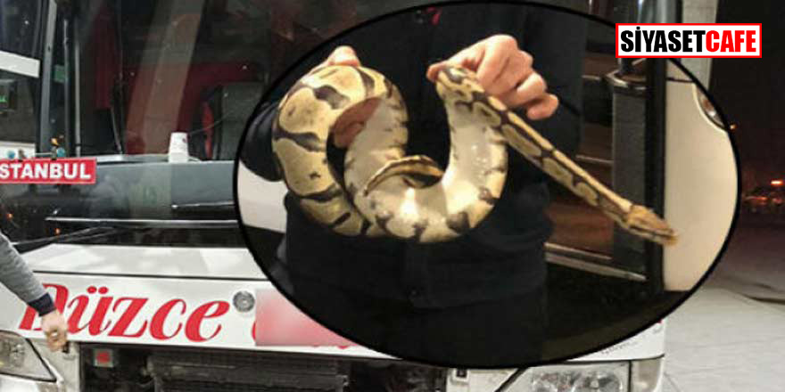 Olmaz demeyin bu da oldu! İstanbul-Düzce otobüsünden piton yılanı çıktı!