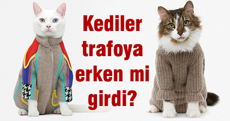 Kediler trafoya erken mi girdi?