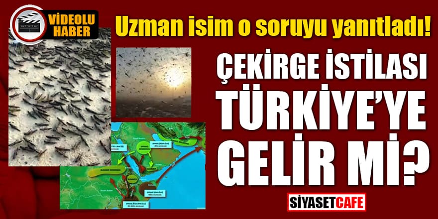 Uzman isim o soruyu yanıtladı: Çekirge istilası Türkiye'ye gelir mi?