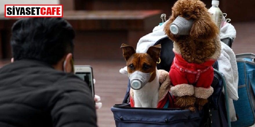 Hayvan sahiplerini rahatlatan açıklama