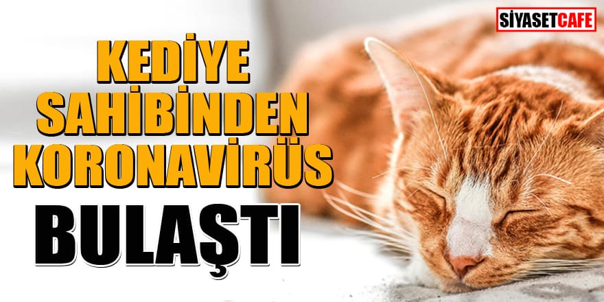 Belçika'da sahibinden kediye koronavirüs bulaştı!