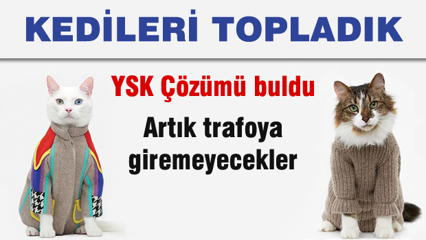 YSK Başkanı Güven: Kedileri topladık, kedi kalmadı
