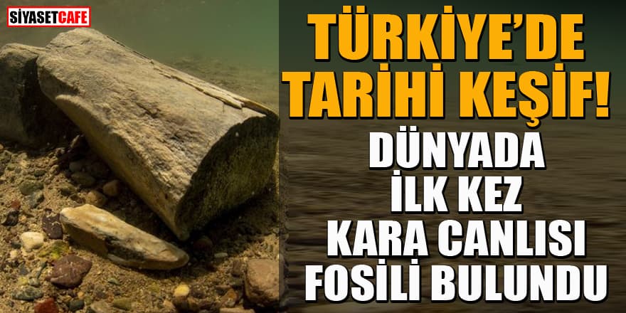 Dünyanın ilk kez kara canlısının fosili Türkiye'de su altında bulundu