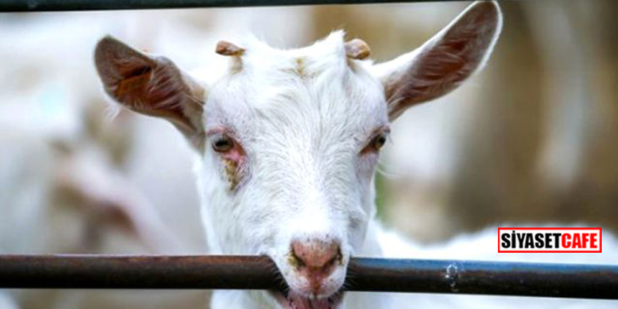 Şaka değil gerçek! Maske takmayan keçi, gözaltına alındı