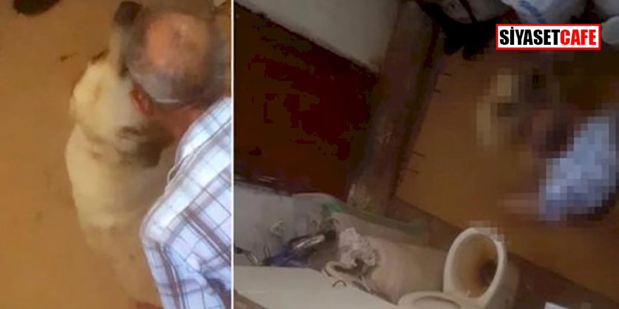 Antalya'da iğrenç olay! 71 yaşındaki sapık köpeği hem tecavüz etti hem öptü