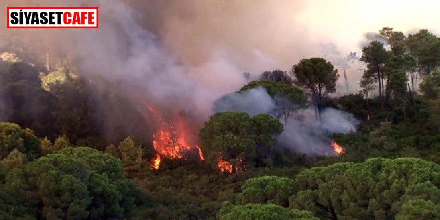 Maltepe’deki ormanlık alanda bugün de yangın çıktı