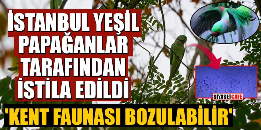 İstanbul yeşil papağanlar tarafından istila edildi! 'Kent faunası bozulabilir'