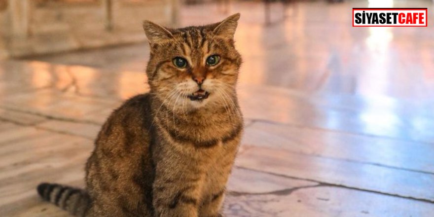 Ayasofya'nın sembol kedisi olmuştu! Hayatını kaybetti