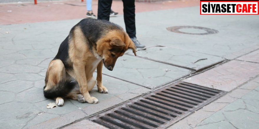Her gün aynı mazgalı izleyen köpeğin sırrı ortaya çıktı