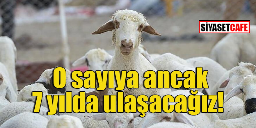 Türkiye Damızlık Koyun Keçi Yetiştiricileri Merkez Birliği Başkanı açıkladı