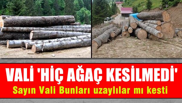 Vali'nin 'Kesilmedi' dediği ağaçlar görüntülendi