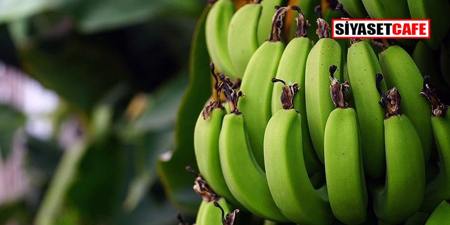 Ar-Ge çalışmalarıyla yerli muzda üretim de tüketim de artıyor