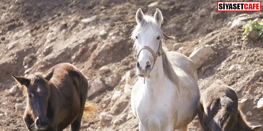 İBB'nin hibe ettiği kayıp atlarla ilgili yeni gelişme