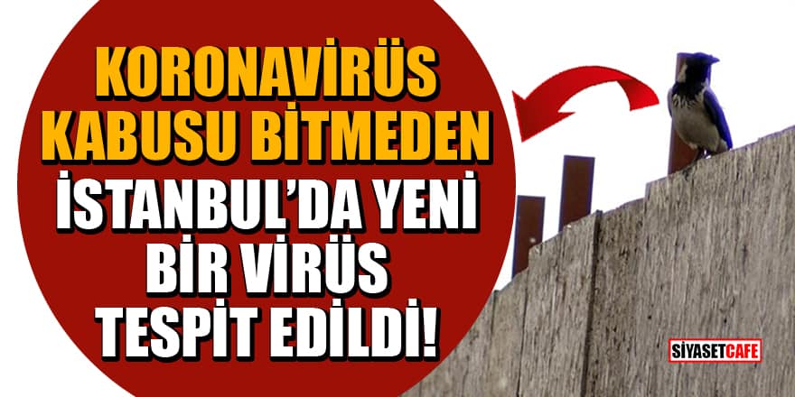 Koronavirüs kabusu bitmeden İstanbul’da Batı Nil Virüsü tespit edildi