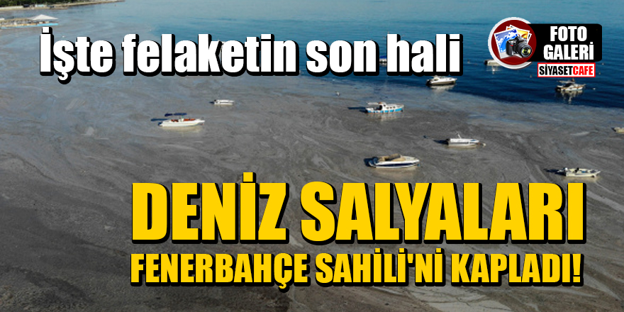 Deniz salyaları Fenerbahçe Sahili'ni kapladı! İşte felaketin son hali