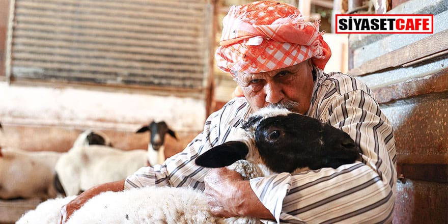 77 yıldır Sakız koyunu yetiştiriyor