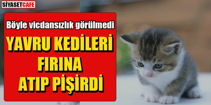 İstanbul'da korkunç olay: Yavru kedileri fırına atıp pişirdi