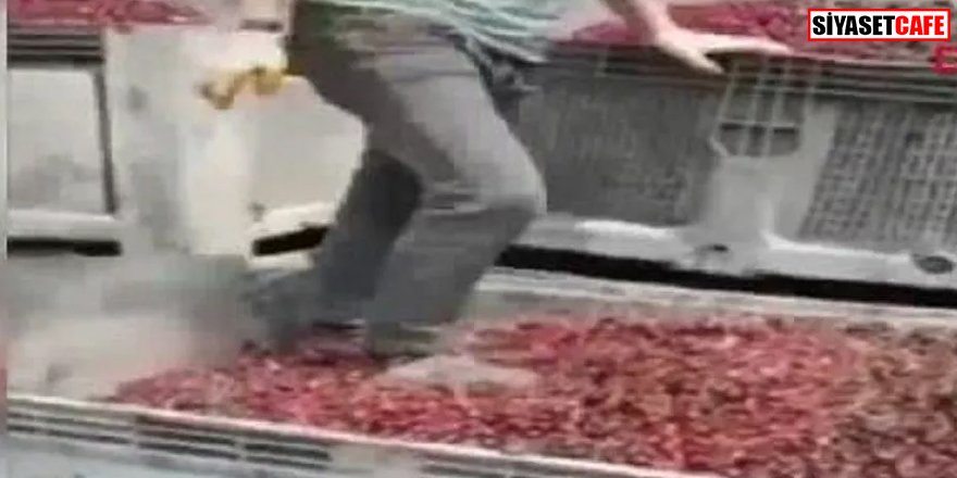 Skandal görüntüler: Meyve suyu yapılacak vişneleri ayakkabıyla çiğnedi