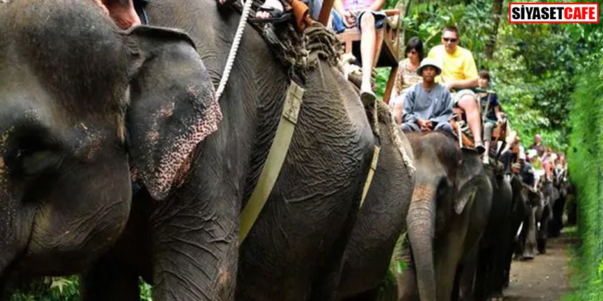 Alkollü fil kullanmak yasaklandı